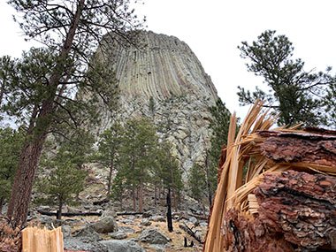 Devils Tower National Monument behind chopped down tree