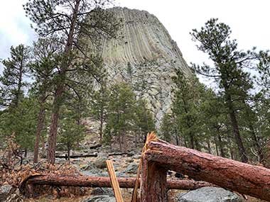 Devils Tower National Monument beyond knocked over tree