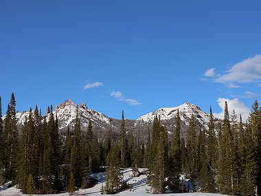 Evergreen trees in front of mountains