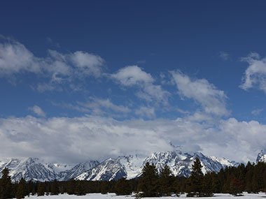 Evergreens in front of mountains at Grand Teton National Park