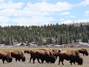 Bison at Grand Teton National Park