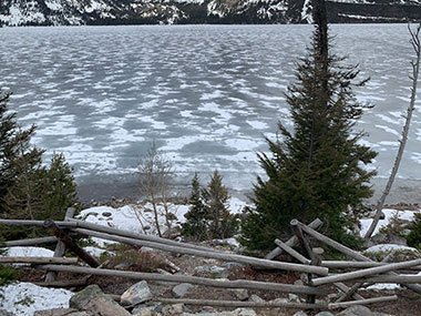 Evergreen at Grand Teton National Park in front of lake