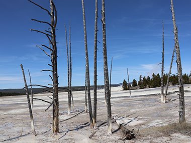 Dead trees in geyser basin