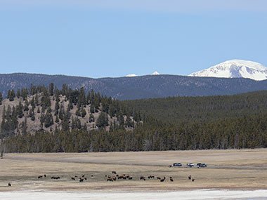 Heard of bison at Yellowstone National Park