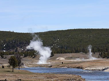 Buffalo in geyser field in Yellowstone National Park