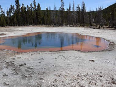 Trees reflect over pool - Yellowstone National Park