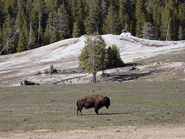 Bison basks in sun - Yellowstone National Park