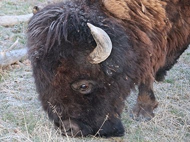 Bison grazing in Yellowstone National Park