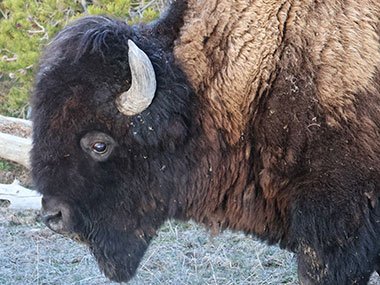 Closeup of bison - Yellowstone National Park