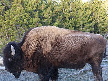 Profile of bison - Yellowstone National Park