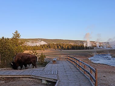 Bison near platform