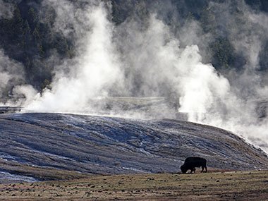 Buffalo grazes in geyser basin
