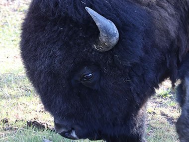 Yellowstone National Park bison close up