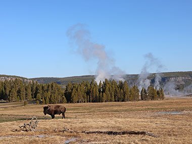 Yellowstone National Park bison stands in field