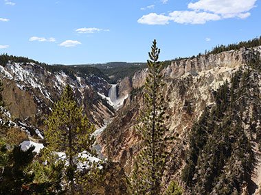 Trees in front of the Lower Falls - Yellowstone National Park
