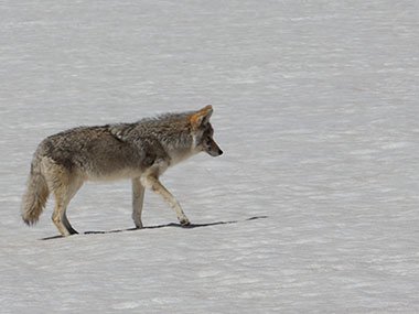 Wolf walking - Yellowstone National Park