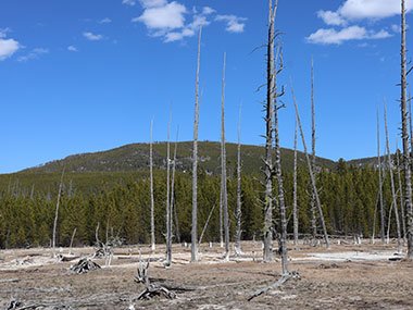 Yellowstone National Park dead trees