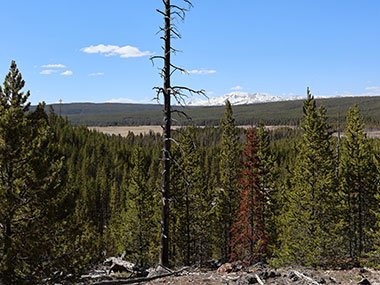 Yellowstone National Park evergreen trees