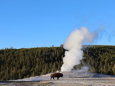 Bison in front of Old Faithful in Yellowstone National Park
