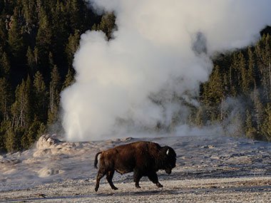 Yellowstone National Park bison in geyser basin