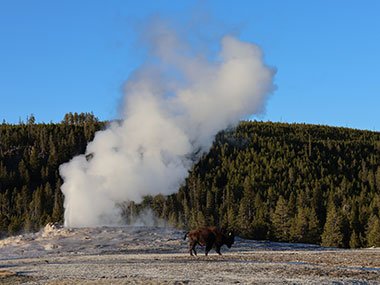 Yellowstone National Park bison walks past geyser