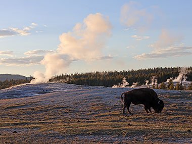 Bison grazes at sunset in Yellowstone National Park