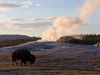 Yellowstone National Park bison eats in front of Old Faithful