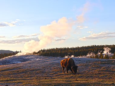 Red color of bison reflected by sunlight
