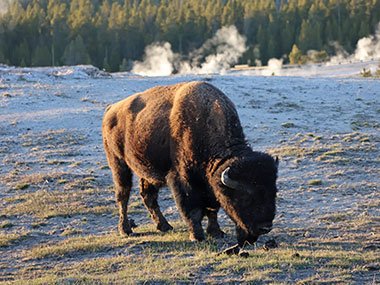 Bison having an evening meal