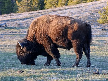 Yellowstone National Park bison looks at ground while eating