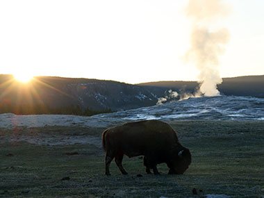 Yellowstone National Park bison eats while sun sets in distance