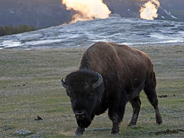 Yellowstone National Park bison looks straight ahead