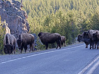Bisons on road in Yellowstone National Park
