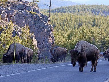 Yellowstone National Park bison walk on and off road