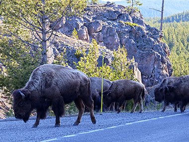 Yellowstone National Park bison on side of road