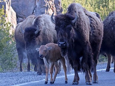Baby boson walks in front of adult bison