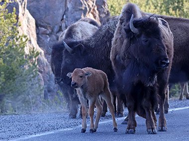 Adult bison following baby bison