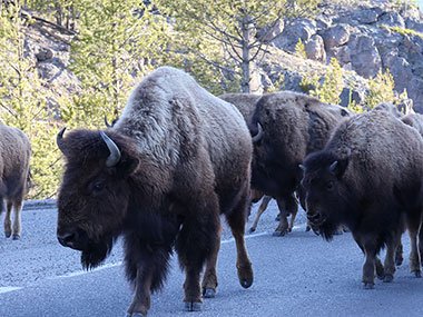 Yellowstone National Park bisons walking down road