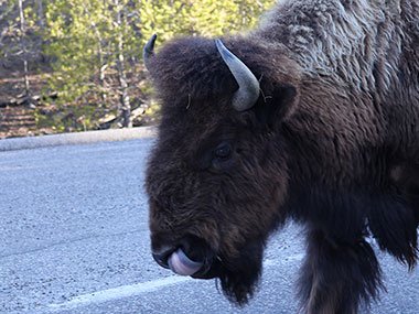Bison with tongue out