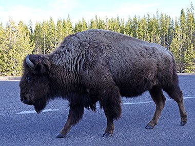 Bison walking down road