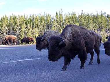 Yellowstone National Park bisons move down road