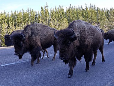 Yellowstone National Park bison look toward camera