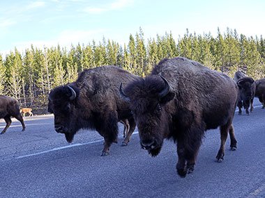 Yellowstone National Park bison looking off to side