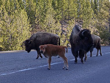 Baby bison leads other bisons