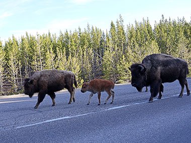 Baby bison between two adult bisons