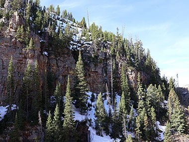 Evergreens on side of cliff