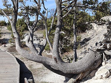 Tree bends near trail