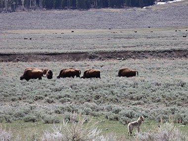 Wolf looks at bison herd