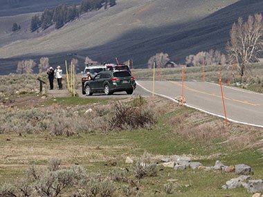 Wolf runs near people