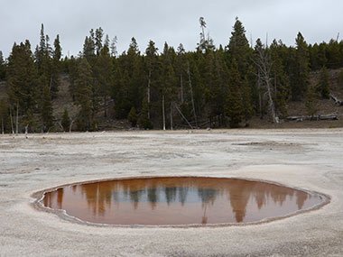 Yellowstone National Park trees reflect in pool
